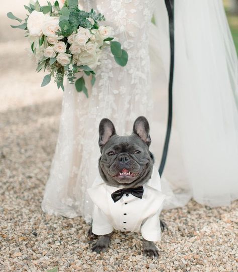 French Bulldog Wedding, Dog Tuxedo Wedding, Dog Wedding Outfits, Formal Dog, Dog Wedding Attire, Custom Tuxedo, Dog Tuxedo, French Dogs, Dog Suit