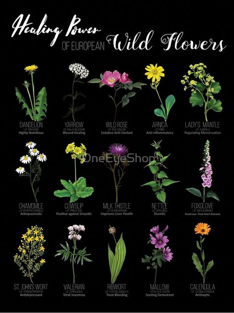 wildflower, biology, bloom, wildrose, dandelion, chamomile, thistle, botanical, countryside, herbal remedy, witch herb, botanical poster, flower aesthetic, flower, witches weeds, floral, forest, floral pattern, Wicca herbs Herbs Healing, Wicca Herbs, Healing Flowers, Witch Herbs, Magic Herbs, Magical Herbs, Nature Spring, Herbal Magic, Chamomile Tea