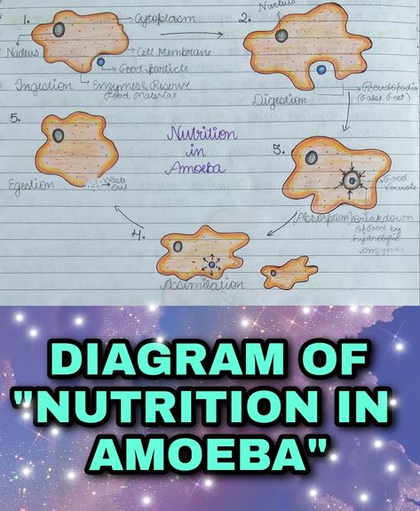 Diagram of Nutrition In Amoeba. If you want any pic or video of any Painting, craft or Diagram, please let me know in the comment section. Till then, stay tuned..... Nutrition In Amoeba Diagram, Amoeba Drawing, Nutrition In Amoeba, Amoeba Diagram, Science Diagram, Science Diagrams, Nutrition Classes, Easy Paper Crafts Diy, Class 10