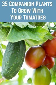 Companion Planting With Tomatoes, Tomato Plant Companion, Tomato Planter Ideas, Tomato Companion Planting, What To Plant With Tomatoes, Companion Planting Tomatoes, Plant With Tomatoes, Companion Plants For Tomatoes, Plants To Grow At Home