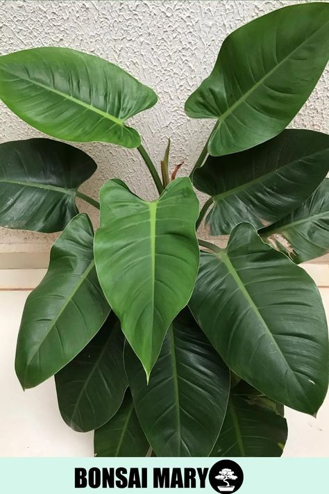 Plant enthusiasts are drawn to its hardy nature and air-purifying qualities, making it a perfect choice for both beginners and seasoned plant lovers alike. Unlock the secrets of thriving with Philodendron Imperial Green in our comprehensive article, offering care tips, propagation techniques, and the key to maintaining its imperial charm. Photo Credit: @amigadasplantinhas Philodendron Care, Improve Indoor Air Quality, Growing Tips, Air Purifying, Royal Queen, Indoor Plant, Plant Lady, Indoor Air Quality, Indoor Air