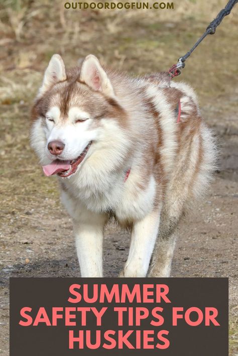 Like their two-legged best friends, Huskies can get hot when the temperature rises. On warm days, there are several ways you can help your panting Husky stay comfortably cool. So, here are some valuable summer safety tips to keep your dog cool in hot weather. #husky #huskies #dogcare #dogsafety Husky Tips Pet Care, Husky Care, Husky Puppy Training, Husky Grooming, Husky Training, Summer Safety Tips, Best Dog Shampoo, Summer Safety, Dog Fun