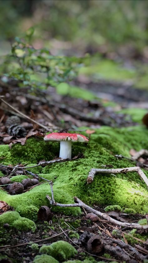 Macro Mushroom Photography, Forest Close Up Photography, Photography Mushroom, Forest Project, Dreamy Forest, Forest Mushrooms, Photography Forest, Mushroom Wallpaper, Forest Aesthetic