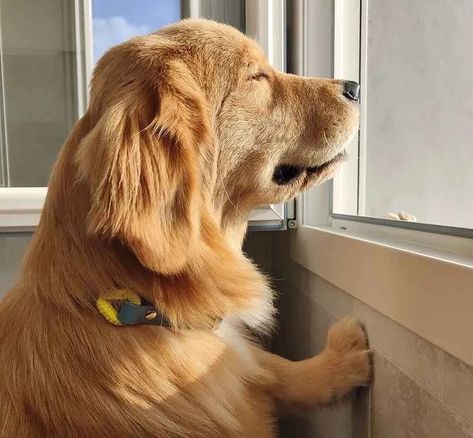 Walking A Golden Retriever, Dog Looking Out Window, Dog In Window Illustration, Dogs Looking Out A Window, Dog With Head Out Car Window, Golden Retriever Sitting, Looking Out The Window, Watch Dogs, Pros And Cons