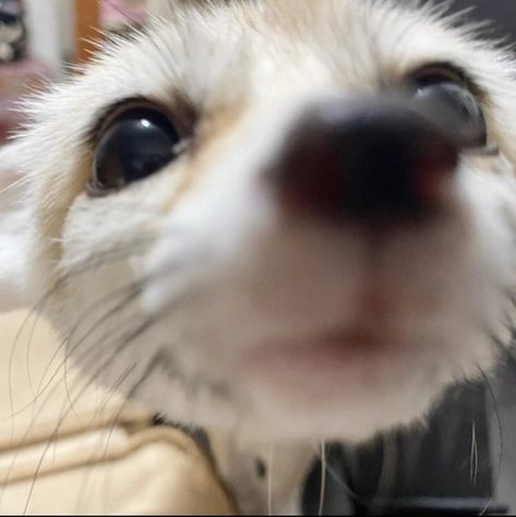 Fenic Fox, Zorro Fennec, Fennec Fox Pet, Fox Pups, Fox Pictures, Fennec Fox, Pet Fox, Pretty Animals, Animal Masks