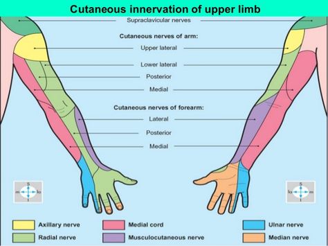 Axillary Nerve, Radial Nerve, Ulnar Nerve, Median Nerve, Peripheral Nerve, Physical Therapy, Nerve, Anatomy, Physics