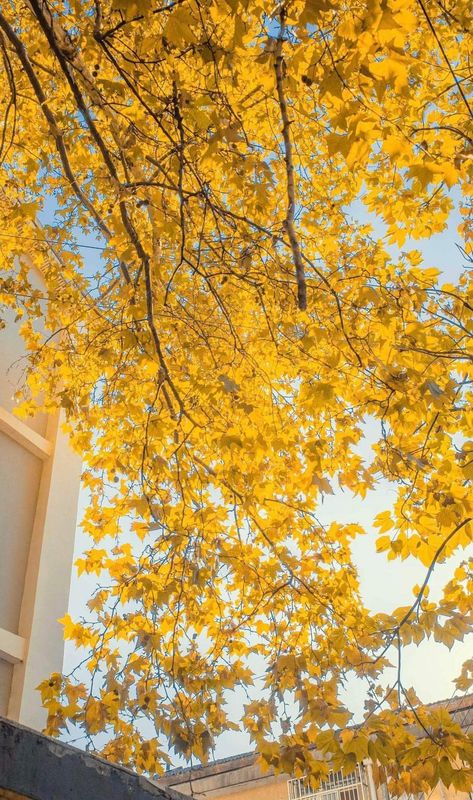 Umbrella Aesthetic Wallpaper, Yellow Umbrella Aesthetic, Umbrella Aesthetic, Video Chill, Manchester United Wallpaper, Yellow Umbrella, Disney Phone Wallpaper, Autumn Leaves Photography, Trending Pins