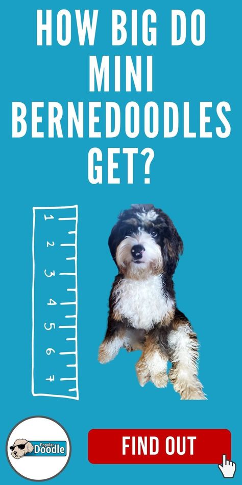 Toy Bernedoodle, Mini Bernedoodle Haircut Styles, Tiny Bernedoodle, Bernedoodle Full Grown, Standard Bernedoodle, Bernese Mountain Dog Poodle, Saint Berdoodle, Doodle Dog Breeds, St Berdoodle