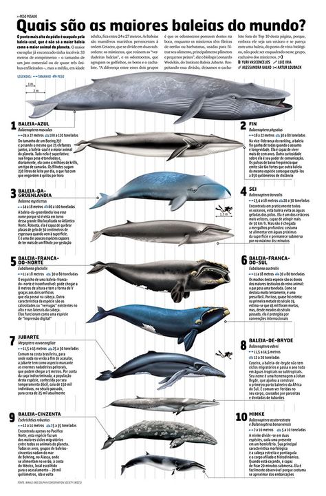 Blue Whale Pictures, Whale Pictures, Save The Whales, Water Animals, Marine Conservation, Ocean Conservation, Marine Mammals, Animal Facts, Blue Whale