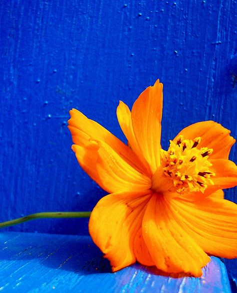 Color Theory Flower by Kara A H, via Flickr Complimentary Color Photography, Contrast Color Photography, Photography Complementary Colors, Contrasting Colours Art, Colour And Composition Photography, Complementary Color Photography, Orange Contrast Colors, Analogues Colour Painting, Complimentary Colors Photography