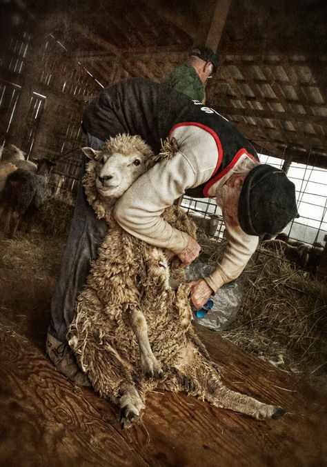 Dan Routh Photography: Shearing Week 2012 at Rising Meadow Sheep In Meadow, I Miss You Dad, Sheep Shearing, Miss You Dad, Future Farms, Simpler Times, Guinea Fowl, Winter's Tale, Spinning Yarn