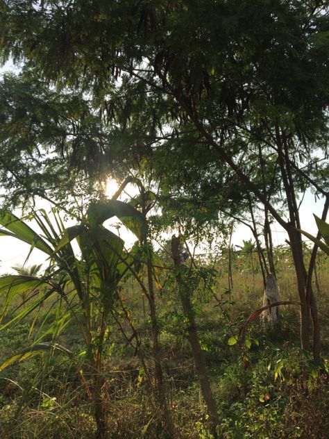 rural, filipino, golden hour Rural Philippines, Sufjan Stevens, Golden Hour, Firefighter, Philippines, Mood Board, Travel