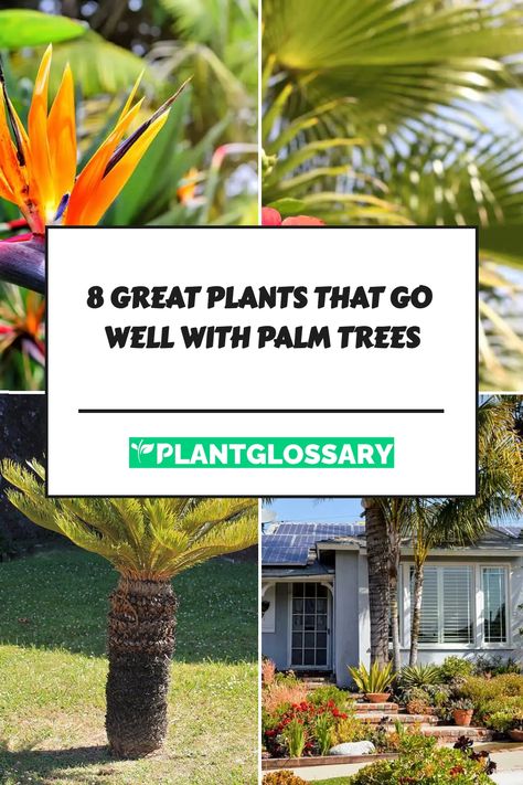 Of course, a garden with palm trees alone may look a little neglected, so check out our recommendations below for some of the best plants that go well with palm trees. Tropical Trees In Pots Outdoors, Bromeliad Rock Garden Ideas, Types Of Palm Trees Outdoor, Palm Tree In Pot Outdoors, Sego Palm Landscaping Ideas, Palm Tree Base Landscaping, Potted Palm Trees Outdoor, Palm Trees Landscaping Backyards, Plants Around Palm Trees