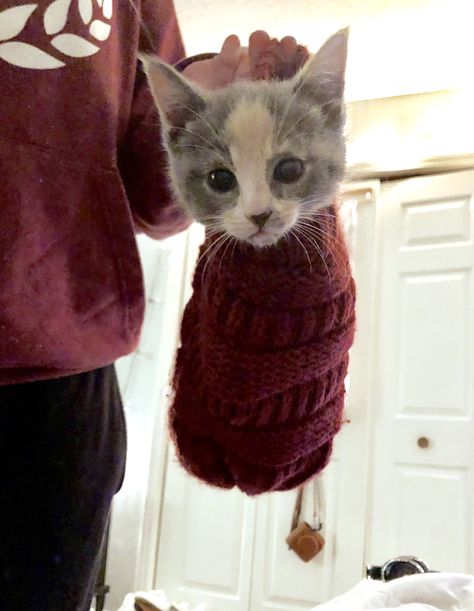 Purrito Cat, Cutest Cats Ever, Cute Kitty, Cat Hat, Cute Cats And Kittens, Indie Artist, Cats Dogs, Animal Rescue, Pet Adoption