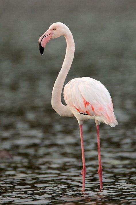 Greater Flamingo (Phoenicopterus roseus) Europe, South Africa, Western Cape and Cape Peninsula Flamingo Birds, Greater Flamingo, Flamingo Pictures, Flamingo Ornament, Flamingo Christmas, Exotic Bird, Pink Bird, Western Cape, Elegant Art