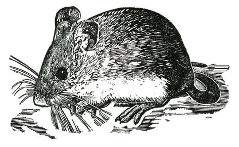 Field Mouse | Kenspeckle Letterpress Embroidery Mouse, Pyrography Ideas, Mouse Tattoos, Lino Cuts, Field Mouse, Lino Prints, Duluth Minnesota, Mc Escher, Animal Illustrations