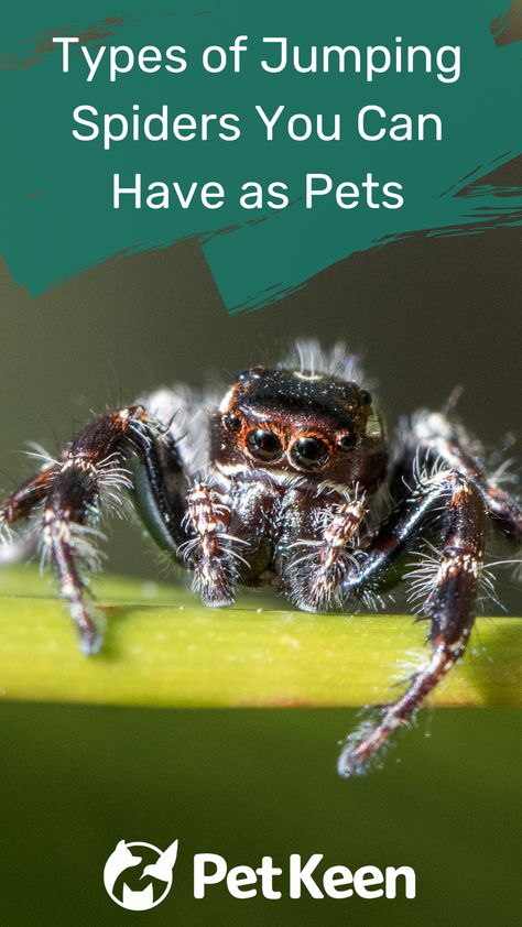 Jumper Ideas, Types Of Spiders, Jumping Spiders, Pet Spider, Spider Tattoo, Jumping Spider, Exotic Pets, Spiders, Spider Web