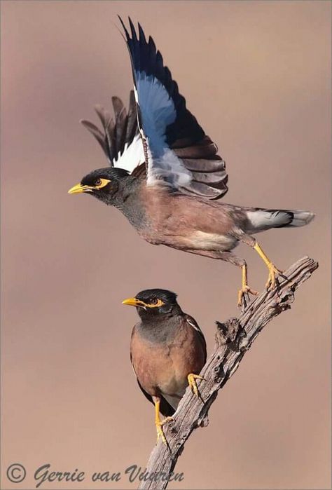 Indian Mynah Birds Common Myna, Green Parrot Bird, Common Birds, Exotic Birds, Bird Pictures, Bird Drawings, Draw On Photos, Pretty Birds, Bird Photo