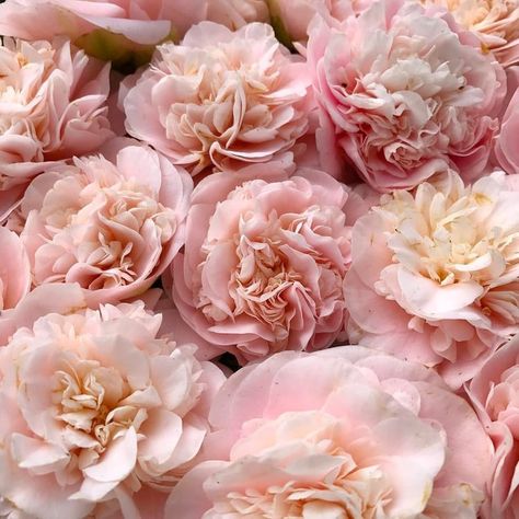 Peonies Aesthetic, Dnd Aesthetic, Flower Therapy, Flower Ideas, Pink Peonies, Wedding Flower, My Flower, Pink Aesthetic, Pretty Flowers