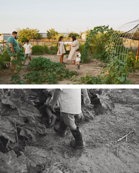 A whimsical evening spent in their backyard garden, harvesting veggies, chasing chickens, and enjoying each other’s company. Family photos can be so fun when you allow yourselves to be in a comfortable space freely being yourselves 🩷 Family Photos With Chickens, Comfortable Space, Texas Wedding, Backyard Garden, Instagram A, Family Photos, Wedding Photographers, Canning, Photographer