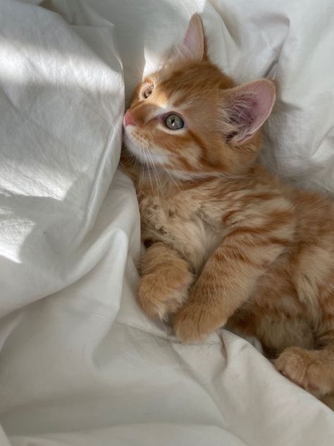 Pinterest Cat, Orange Kitten, Söt Katt, Image Chat, Orange Cats, Anime Cat, Cat Aesthetic, Cute Animal Photos