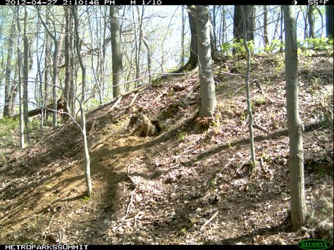 Wildlife camera photo of a coyote emerging from its den, Summit County, OH Wildlife Camera, Summit County, Camera Photo, Habitat, Mammals, Random Things, Tree Trunk, Ohio, Cute Animals