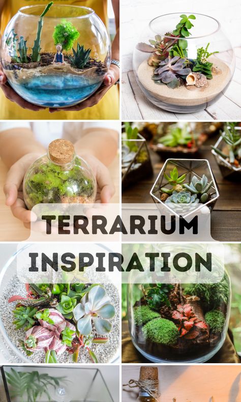 Fishbowl Terrarium Diy, Glass Bowl Terrarium Ideas, Glass Bowl Plant Ideas, Fish Bowl Terrarium Ideas, Terrarium Scene Ideas, Tropical Terrarium Ideas, Fake Terrarium Ideas, How To Build A Terrarium, Open Terrarium Ideas