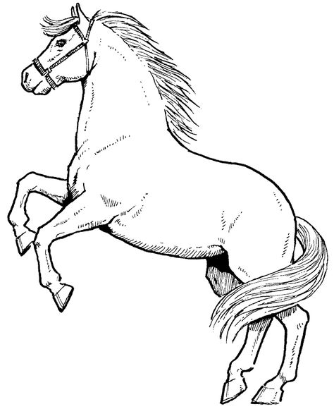 Free Printable Horse Coloring Pages For Kids Horse Coloring Books, Free Horses, Horse Coloring Pages, Coloring Sheets For Kids, Pokemon Coloring, Printable Adult Coloring Pages, Horse Drawings, Horse Coloring, Coloring Pages To Print