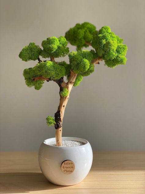 Moss Tree Diy, Dried Plants, Moss Tree, Moss Decor, نباتات منزلية, Quilling Work, Moss Wall Art, Preserved Moss, Moss Garden