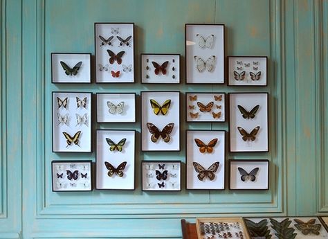 butterfly collection, taxidermy, home, interior, colour walls, insect, living room Diy Paper Butterfly, Taxidermy Decor, Framed Butterflies, Butterfly Taxidermy, Paper Butterflies, Butterfly Frame, Butterfly Decorations, Butterfly Wall, My New Room