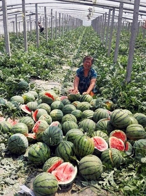 Distraught: Farmer Wang Hanglun's wife (pictured) was left devastated after a rogue Fruit Ninja copycat trespassed on to his farm in the middle of the night and obliterated his crop of 3,500 watermelons Watermelon Vodka Drinks, Watermelon Farm, Greenhouse Business, Watermelon Farming, Watermelon Juice Recipe, Watermelon Sangria, Watermelon Dessert, How To Grow Watermelon, Watermelon Water