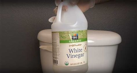 Man Pours White Vinegar Inside His Toilet Tank And I'm Copying His Idea. - MetaSpoon Clean Toilet Tank, Clean Toilet Bowl Stains, Toilet Bowl Stains, Deep Clean Bathroom, Clean Toilet, Clean Toilet Bowl, Bathroom Cleaning Hacks, Toilet Tank, Distilled White Vinegar