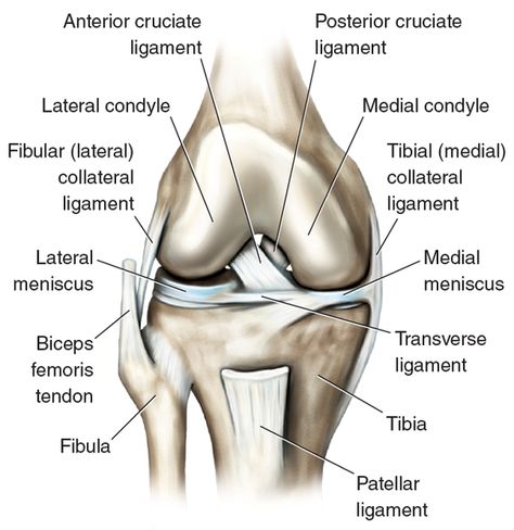 POSTER KNEE JOINT W/ TRANSVERSE LIGAMENT Anatomy Of The Knee, Skeleton System, Joints Anatomy, Human Knee, Medical Study, Ligaments And Tendons, Reflexology Chart, Cruciate Ligament, Muscle Anatomy