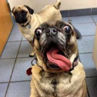 Pug Meme, Funny Animal Fails, Funny Animal Clips, Animal Fails, Pet Snake, A Pug, Mama Cat, Pug Puppies, Crazy Dog