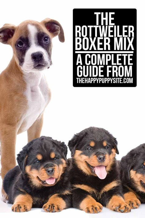 The Rottweiler Boxer Mix - A Complete Guide from TheHappyPuppySite.com Boxer Rottweiler Mix Puppies, Mix Breed Dogs, Rottweiler Mix Puppies, Boxer Mix Puppies, Breeding Dogs, Puppy Mix, Rottweiler Mix, Hybrid Dogs, Boxer Puppy