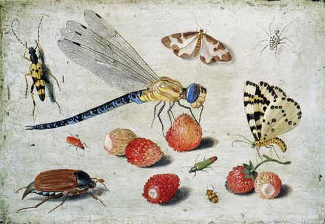 Jan van Kessel the Elder - Study of Insects, Butterflies and Flowers Strawberry Art, France Culture, Wild Strawberries, Dragon Fly, Painted Paneling, Scientific Illustration, A4 Poster, Art Uk, Art Masters