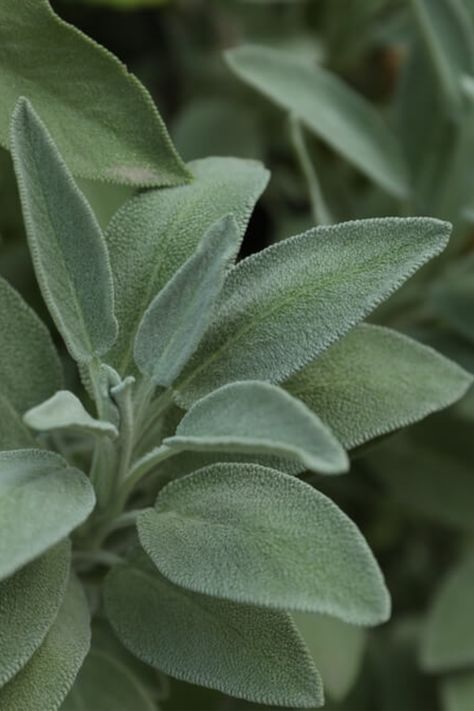 Sage Plant Aesthetic, Salvia Aesthetic, Pretty Plants Aesthetic, Sage Green Photography, Spring Green Aesthetic, Sage Green Plants, What To Plant In June, Sage Tree, Sage Green Nature