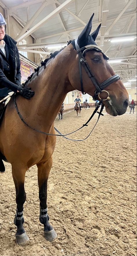 Light Bay Horse, Horsey Life, Horse Showing, Show Jumping Horses, Equestrian Aesthetic, Beautiful Horse Pictures, Bay Horse, Horse Equipment, Horse Aesthetic