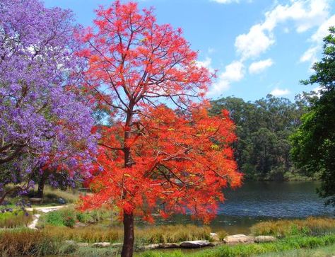 Jacaranda and Illawarra Flame trees  in full bloom. Lake Parramatta, NSW. Illawarra Flame Tree, African Plants, Flame Tree, European Map, Jacaranda Tree, Twisted Tree, Modern Names, Australian Flowers, Australian Native Flowers