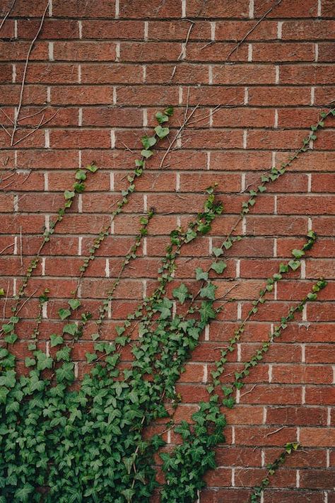 Ivy Growing on Building Brick Wall · Free Stock Photo Brick Building Exterior, Walls Art, A Brick Wall, Brick Facade, Brick Building, Building Exterior, Brick Wall, Bristol, Free Photos