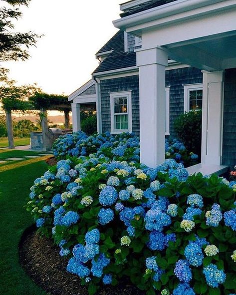 Hydrangeas Landscaping, Backyard Hydrangeas, Mum Decor, Hydrangea Landscaping, Pretty Houses, Nantucket Style, Hydrangea Garden, Farmhouse Landscaping, Coastal Granddaughter