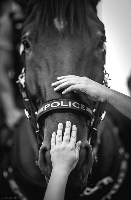 J MacNeill Police Horse, Police Life, Police Wife, Military Dogs, Horse Aesthetic, Blue Lives, Majestic Horse, Work With Animals, Horse Photography