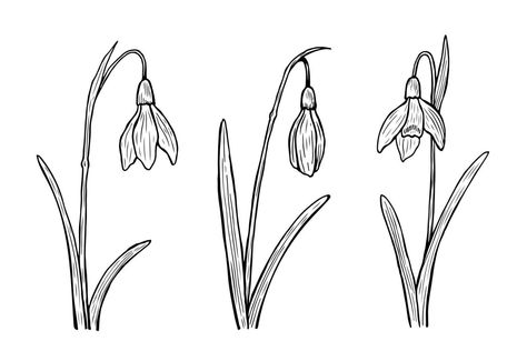 Snowdrop Sketch, Snowdrop Drawing, Drop Illustration, Snow Drops Flowers, Illustration Line Art, Easy Flower Drawings, Snow Drop, Pencil Drawings Of Flowers, Background Spring