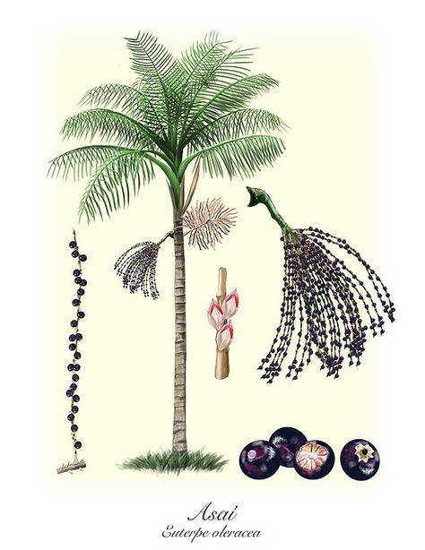 Azaí--Euterpe-oleracea | Benjamin Cardenas Valderrama | Flickr Pandanus Tree Drawing, Acai Tree, Acai Palm Tree, Baobab Tree Illustration, Palm Tree Sketch, Vintage Palm Tree Illustration, Palm Tree Vector Illustration, Palm Tree Botanical Illustration, Palm Tattoos