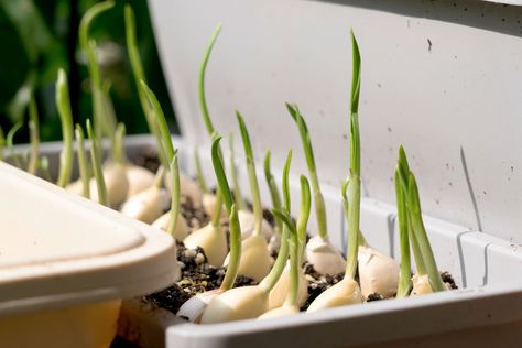 You Can Grow Garlic Inside All Year Long—Here's How Planting Garlic Cloves, Bulb Lasagne, Grow Garlic Indoors, How To Plant Garlic, Spring Displays, Plant Garlic, Chicken Zucchini Casserole, Harvesting Garlic, Planting Garlic