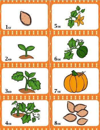 Pumpkin Growth Stages, Stages Of Pumpkin Growth, Pumpkin Lessons, Pumpkins Preschool, Fall Science, Pumpkin Life Cycle, Game Center, Fall Preschool Activities, Pumpkin Activities