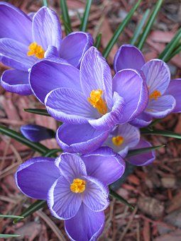 Crocus Photography, Beautiful Pictures Of Nature, Nature Dp, Pictures Of Nature, Picture Nature, Purple Spring, Crocus Flower, Nature Picture, David Smith