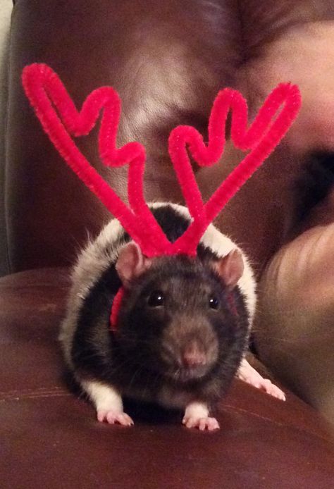 Besties Christmas, Cute Rats, Reindeer Antlers, Mouse Rat, Pet Rats, Silly Animals, Rodents, Christmas Animals, Christmas Reindeer