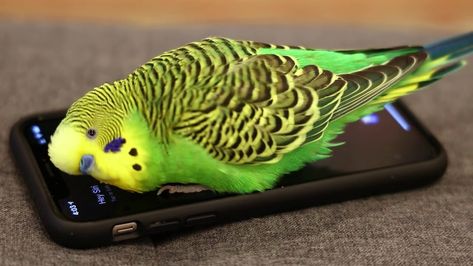 Vocal Parakeet Activates Siri to Ask About Chickens Parakeet Talking, Parakeet Names, Baby Parakeets, Parakeet Colors, Parakeet Bird, Hey Siri, Budgies Bird, Pet Paradise, Funny Postcards