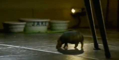 The North American House Hippo http://ift.tt/2gOa6AD House Hippo, Canadian House, House Real Estate, Teacup Pigs, Canadian Wildlife, Old Commercials, Canadian Men, American House, Face Light